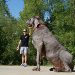Is This Amongst ‘Strongest Dog in the World’?