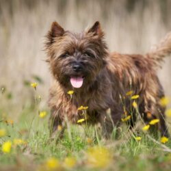 Knowing Cairn Terrier Dog Breeds: Appearance, Behavior, And Size
